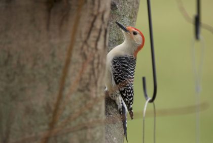 Woodpecker
